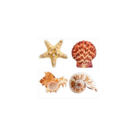 Décoration adhésive fond de piscine LOT DE 4 coquillages